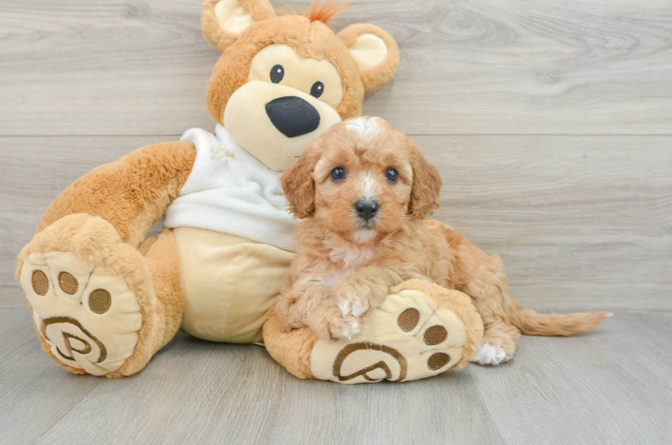 7 week old Mini Goldendoodle Puppy For Sale - Pilesgrove Pups