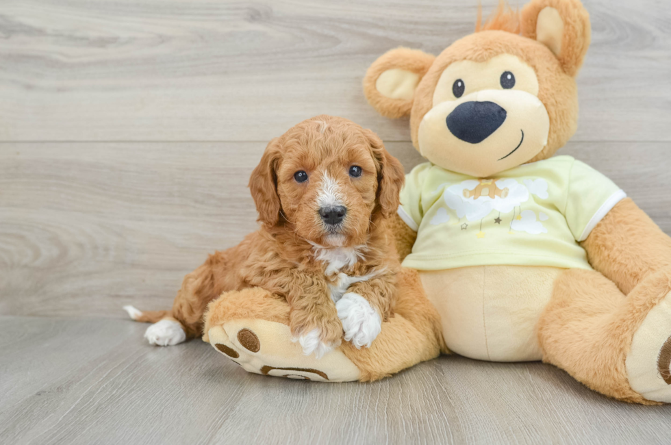 6 week old Mini Goldendoodle Puppy For Sale - Pilesgrove Pups