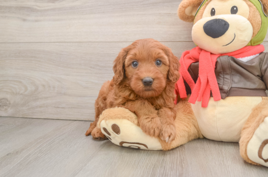 Mini Goldendoodle Pup Being Cute