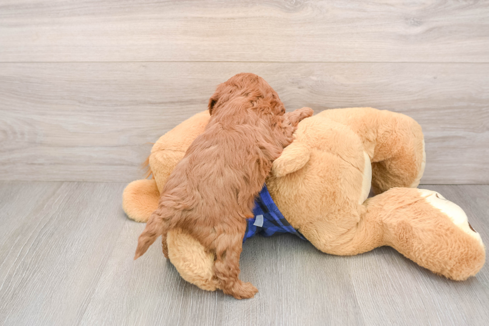 Playful Mini Groodle Poodle Mix Puppy