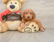 8 week old Mini Goldendoodle Puppy For Sale - Pilesgrove Pups
