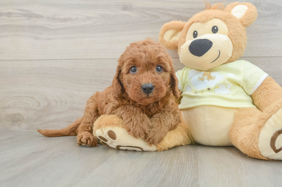 6 week old Mini Goldendoodle Puppy For Sale - Pilesgrove Pups