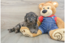 Best Mini Goldendoodle Baby