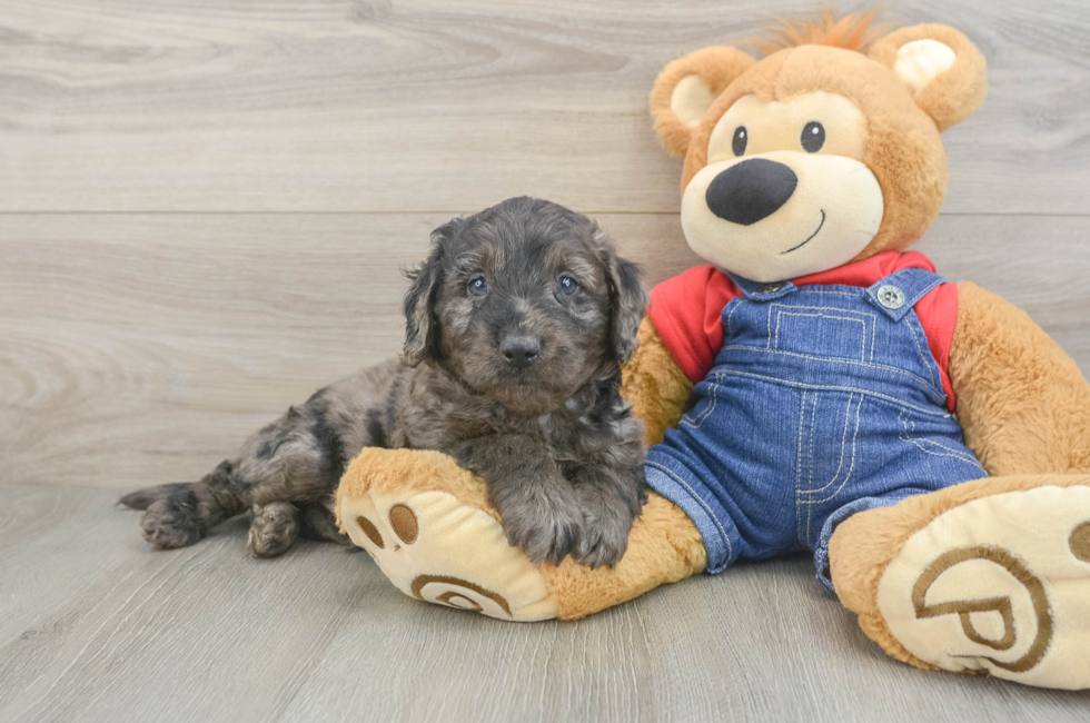 5 week old Mini Goldendoodle Puppy For Sale - Pilesgrove Pups