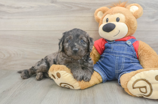 Best Mini Goldendoodle Baby