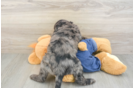 Best Mini Goldendoodle Baby