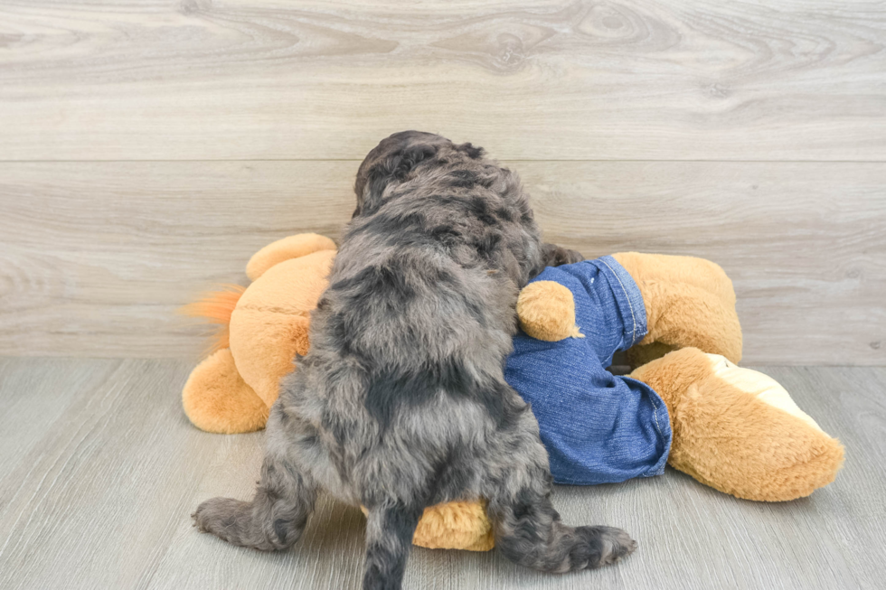 Best Mini Goldendoodle Baby
