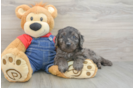 Mini Goldendoodle Pup Being Cute
