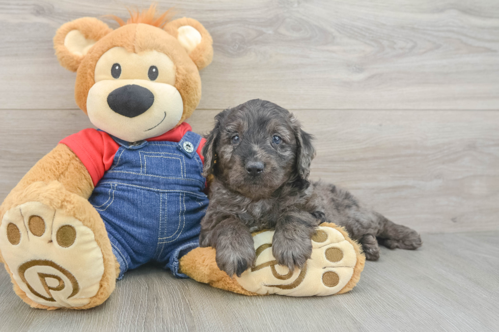 Mini Goldendoodle Pup Being Cute