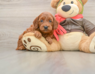 7 week old Mini Goldendoodle Puppy For Sale - Pilesgrove Pups