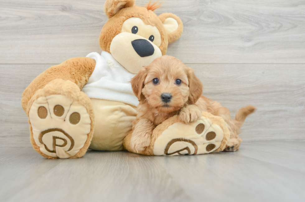 7 week old Mini Goldendoodle Puppy For Sale - Pilesgrove Pups