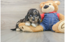 Petite Mini Goldendoodle Poodle Mix Pup