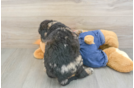 Mini Goldendoodle Puppy for Adoption