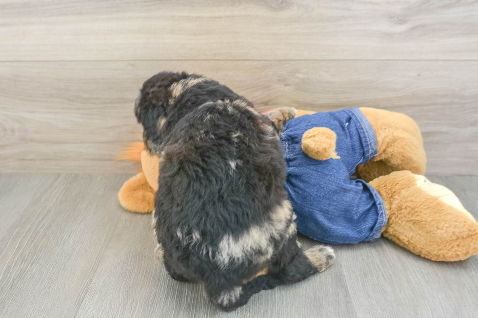 Mini Goldendoodle Puppy for Adoption