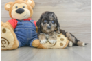 Mini Goldendoodle Pup Being Cute