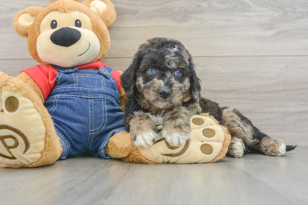 Mini Goldendoodle Pup Being Cute