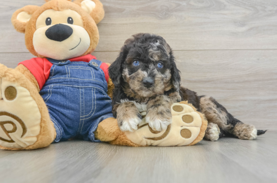 Mini Goldendoodle Pup Being Cute