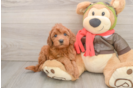 Fluffy Mini Goldendoodle Poodle Mix Pup