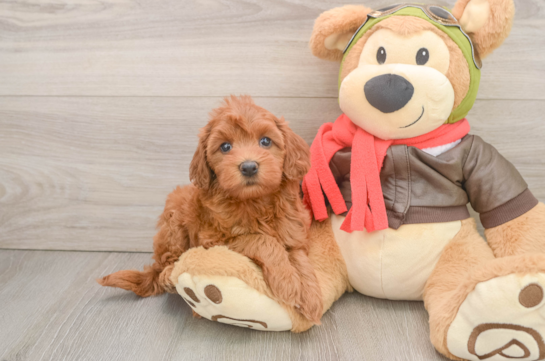 Fluffy Mini Goldendoodle Poodle Mix Pup