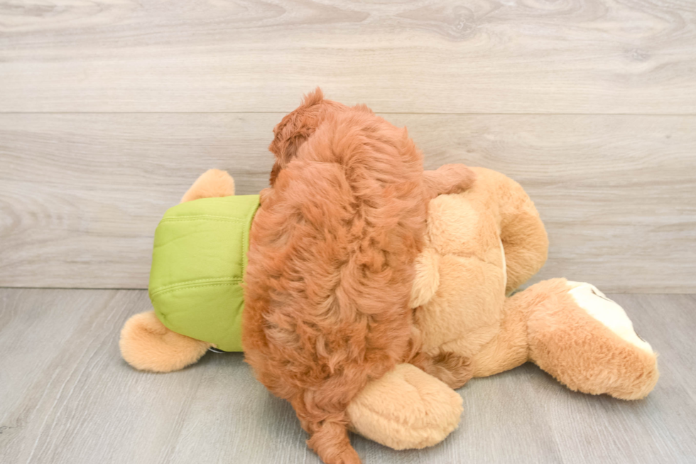 Friendly Mini Goldendoodle Baby