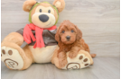 Sweet Mini Goldendoodle Baby