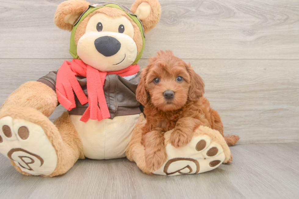 Sweet Mini Goldendoodle Baby