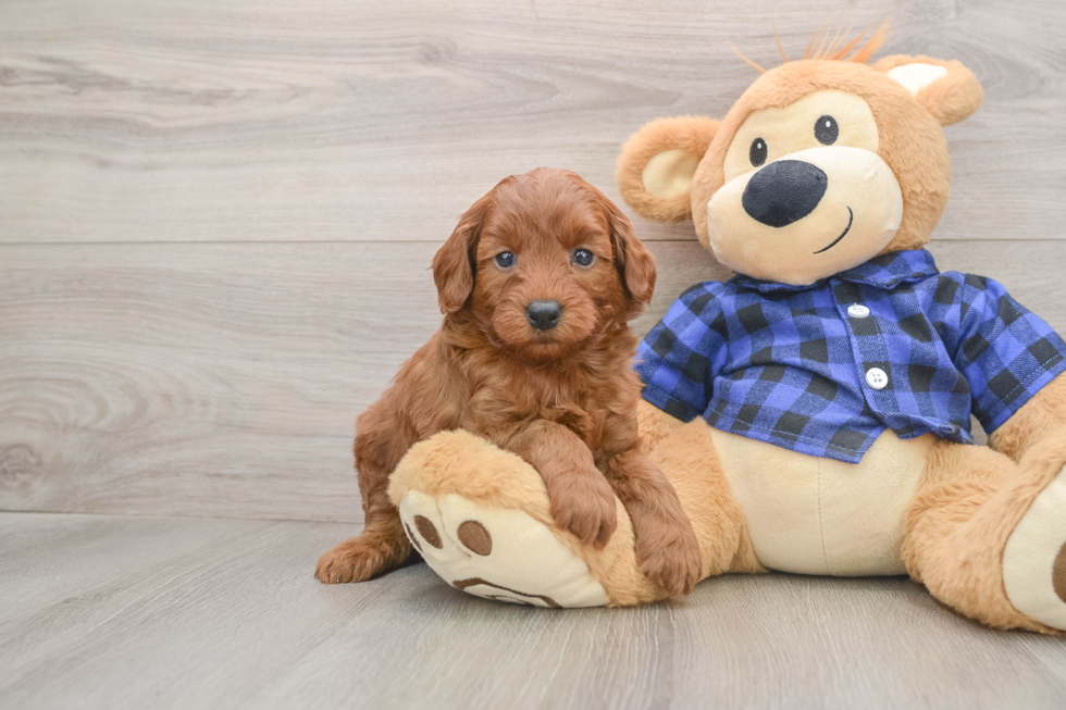 Best Mini Goldendoodle Baby