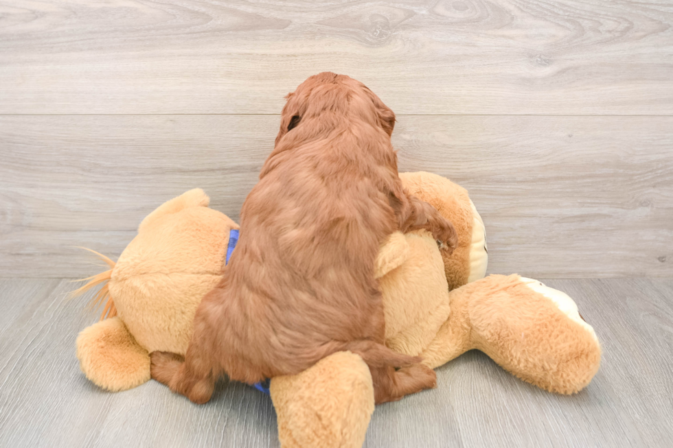 Petite Mini Goldendoodle Poodle Mix Pup