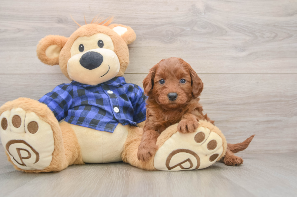Mini Goldendoodle Pup Being Cute