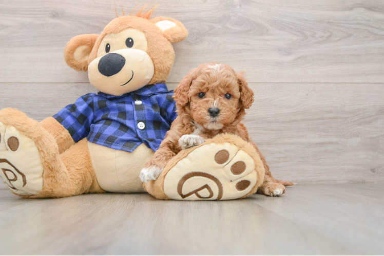 Mini Goldendoodle Puppy for Adoption