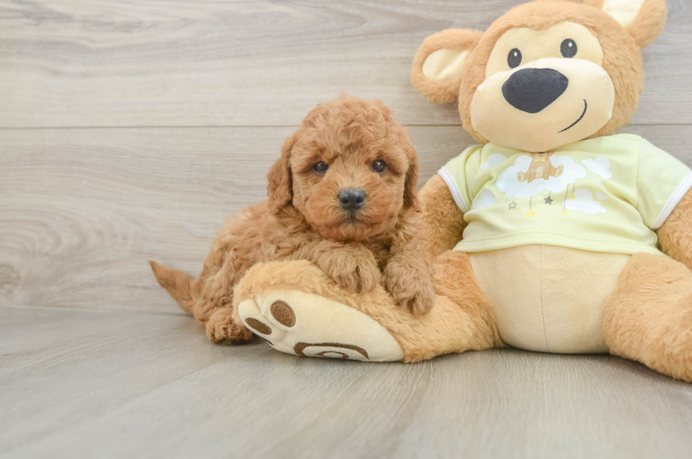 6 week old Mini Goldendoodle Puppy For Sale - Pilesgrove Pups