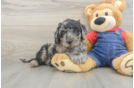 Playful Mini Groodle Poodle Mix Puppy