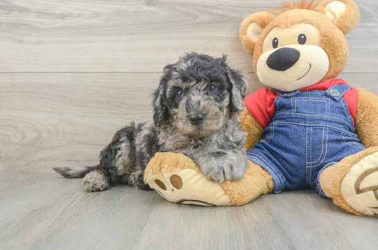 Playful Mini Groodle Poodle Mix Puppy