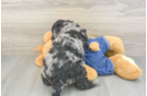 Mini Goldendoodle Pup Being Cute