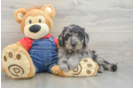 Little Mini Goldenpoo Poodle Mix Puppy