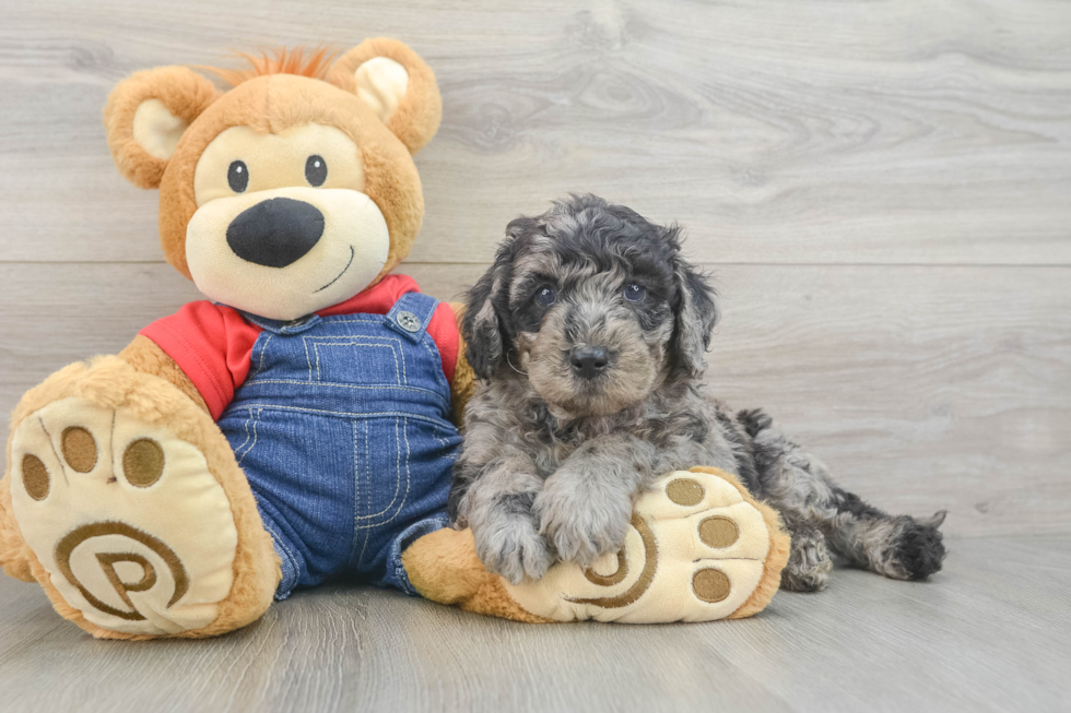 Little Mini Goldenpoo Poodle Mix Puppy