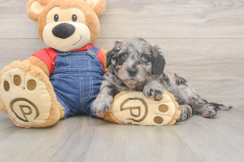 5 week old Mini Goldendoodle Puppy For Sale - Pilesgrove Pups