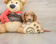 7 week old Mini Goldendoodle Puppy For Sale - Pilesgrove Pups