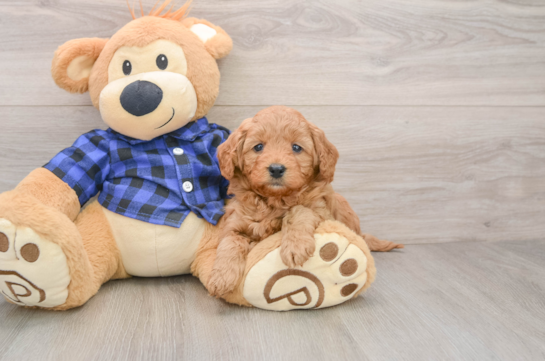 Mini Goldendoodle Pup Being Cute