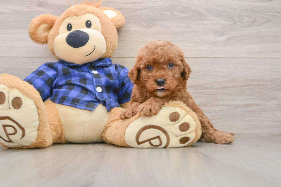Cute Mini Goldendoodle Baby