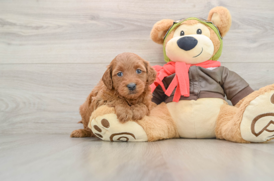 Mini Goldendoodle Pup Being Cute