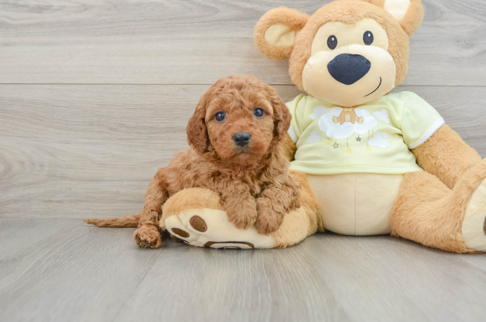 6 week old Mini Goldendoodle Puppy For Sale - Pilesgrove Pups