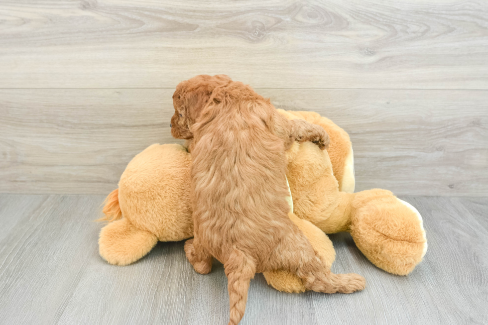 Mini Goldendoodle Puppy for Adoption