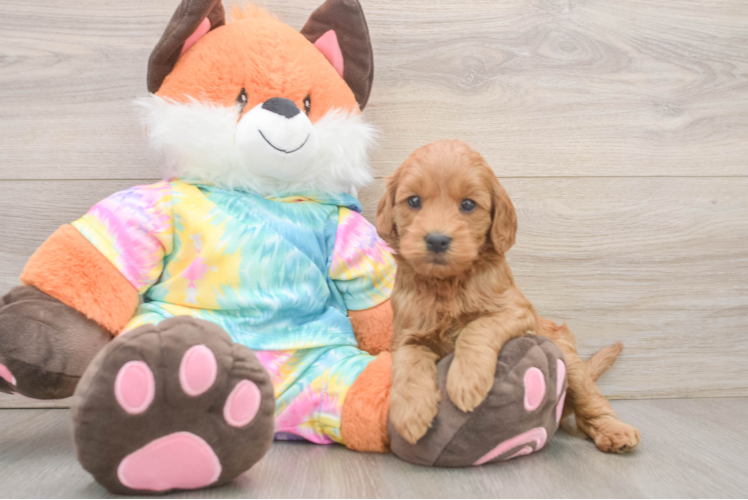 Mini Goldendoodle Puppy for Adoption