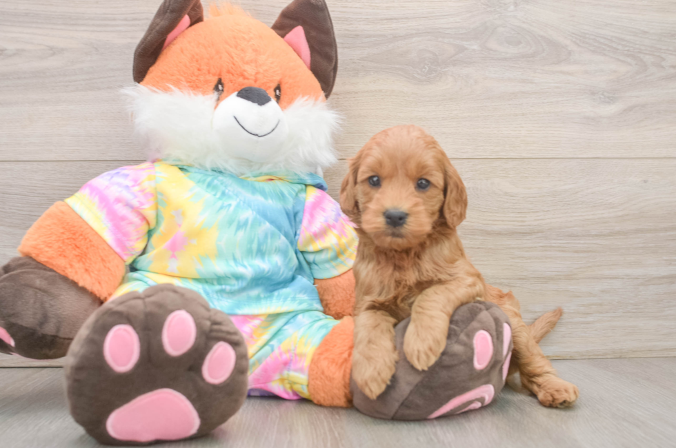 6 week old Mini Goldendoodle Puppy For Sale - Pilesgrove Pups