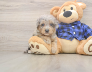 7 week old Mini Goldendoodle Puppy For Sale - Pilesgrove Pups