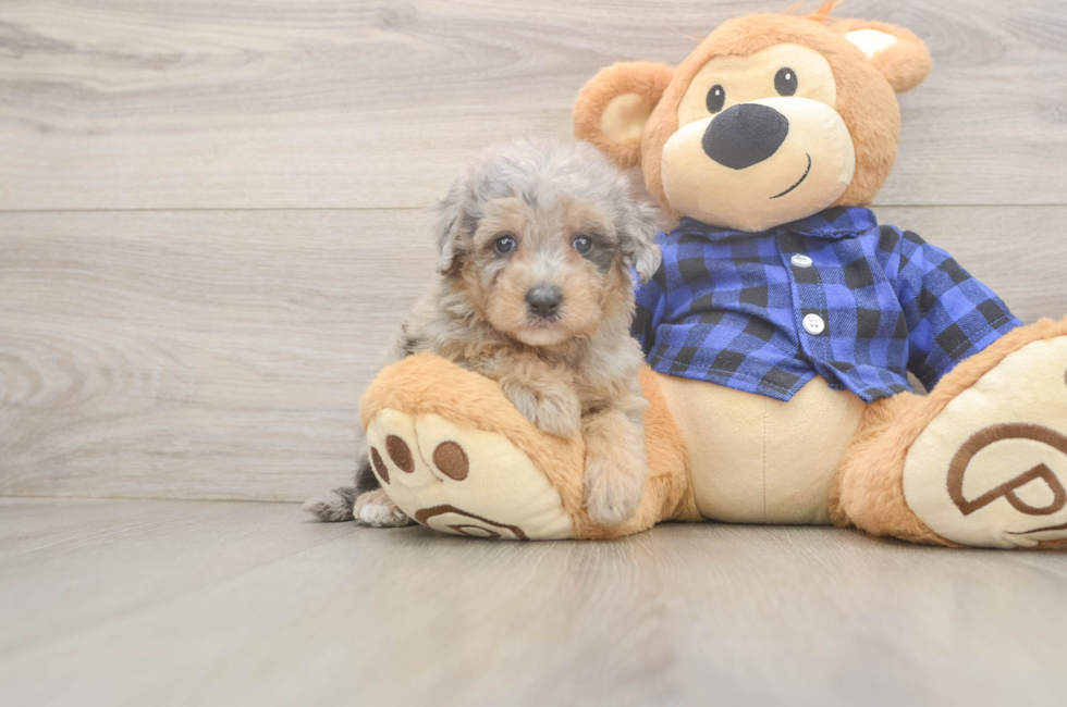 5 week old Mini Goldendoodle Puppy For Sale - Pilesgrove Pups