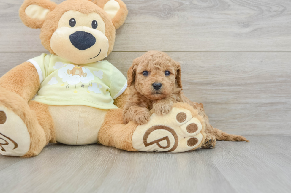 6 week old Mini Goldendoodle Puppy For Sale - Pilesgrove Pups