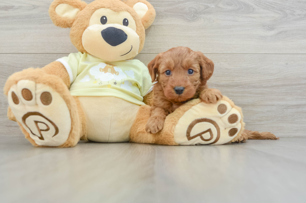 6 week old Mini Goldendoodle Puppy For Sale - Pilesgrove Pups