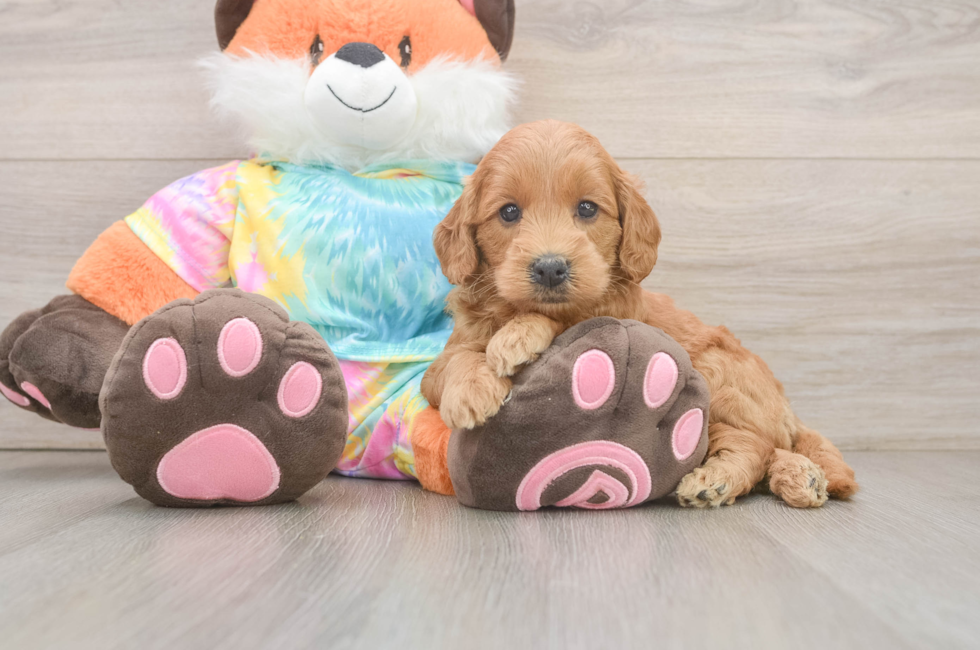 6 week old Mini Goldendoodle Puppy For Sale - Pilesgrove Pups
